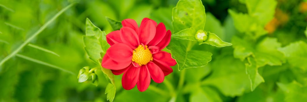 Red dahlia flower in garden. Red flowers.Dahlia pinnata.Beautiful picture of red dahlia. Wallpaper of beautiful flower.