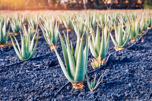 Plantation of medicinal aloe vera plant in the Canary Islands. Aloe Vera in farm garden in desert Furteventura. Growing Aloe vera in fertile volcanic soil, Fuerteventura Island, Spain.
