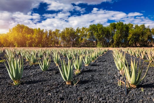 Aloe vera plant. Aloe vera plantation. Fuerteventura, Canary Islands, Spain. Aloe Vera growing on the Island of Fuerteventura in the Canary Islands, Spain. Aloe vera plantation in the Canary Islands.