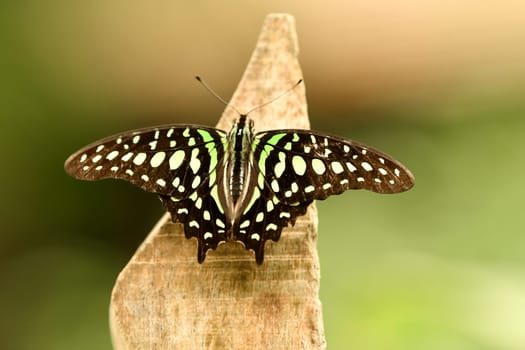 A butterfly, Graphium agamemnon butterfly