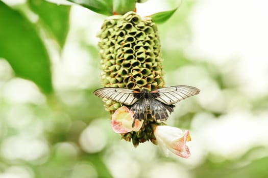 Butterfly on a plant Costus afer