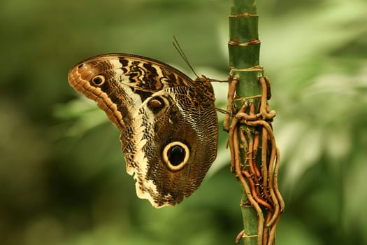 Morpho peleides wings closedTropical Butterfly the Blue Morpho