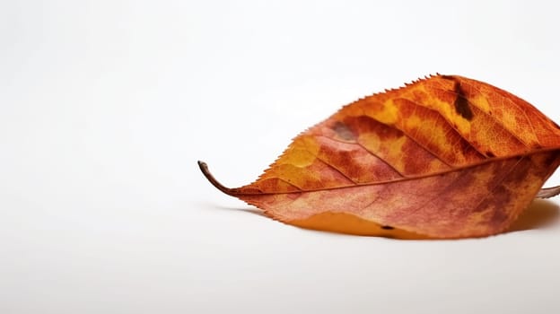 Autumn colored leaf on white background with empty space copy. banner 16:9.