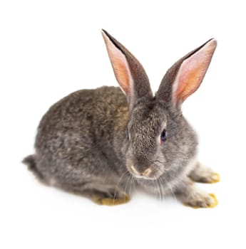 grey rabbit. Organic livestock. Young gray rabbit isolated on a white background.