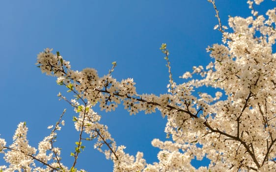 Spring cherry plum, flowering branches, against the blue sky. Selective focus