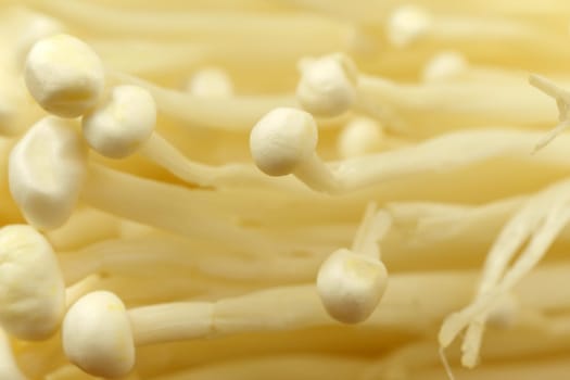 Popular in asian cuisine fresh needle mushroom or enoki close up, enokitake Flammulina velutipes. Macro