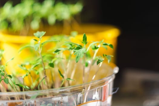 Tomato seedlings in the spring. Planting and gardening at springtime. Selective focus