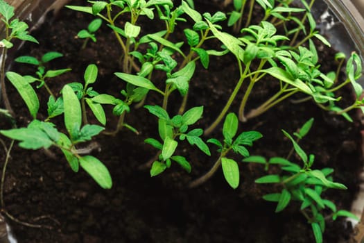 Seedlings of tomatoes of the house. Grown for the garden. Selective focus