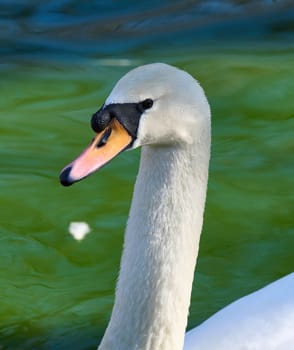 Portrait of a white swan on a pond