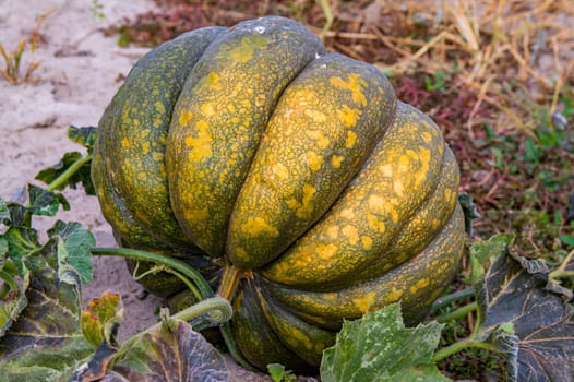 Vegetable orange pumpkin with green leaves growing on the field. Vegetables cucurbita. Plant of the cucurbitaceae family. Pumpkins on a farmer's field. Agricultural harvest. Agricultural business.
