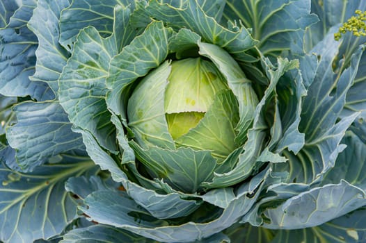 Head of a vegetable plant white cabbage. Vegetables brassica oleracea. Plant of the brassicaceae family. White cabbage in a farmer's field. Agricultural harvest. Agricultural business.