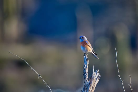 Male Western Bluebird perched on a branch in Tonto National Forest, Arizona.