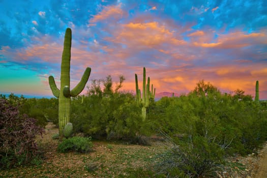 Saguaro Cactuses with dramatic and colorful storm clouds Tucson, Arizona.