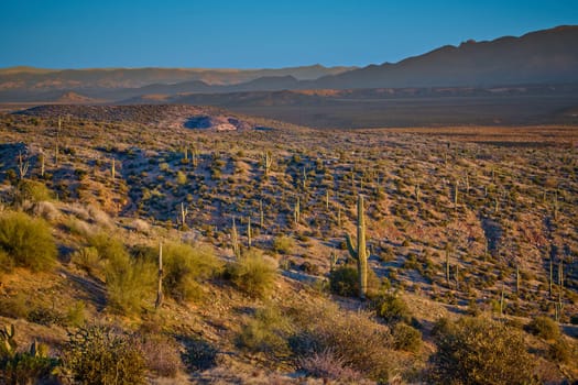 Saguaro Cactus scattered across the hillside in the Tonto National Forest, Arizona.