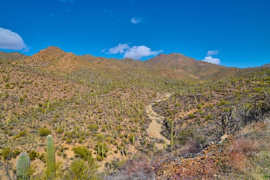 View of King Canyon Wash in Saguaro National Park, Tucson Arizona.