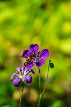 Iberian Geranium. bee pollinates a wild purple flower.