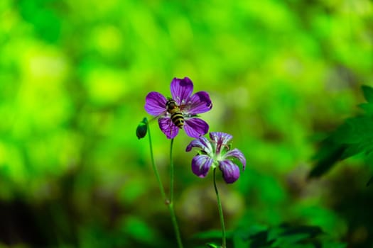 Iberian Geranium. geranium flowering with honey bee collecting pollen. Geranium ibericum.