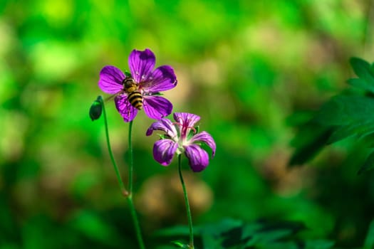 geranium flowering with honey bee collecting pollen. Geranium ibericum.