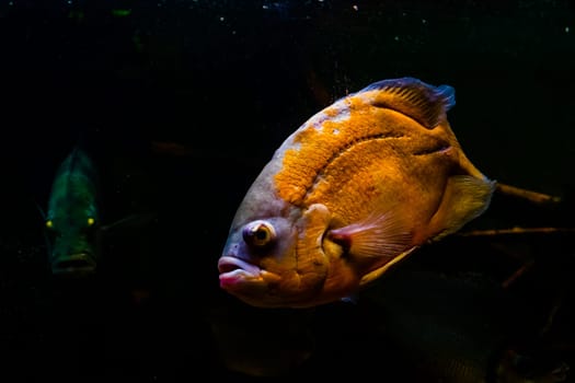 bright yellow fish on a black background