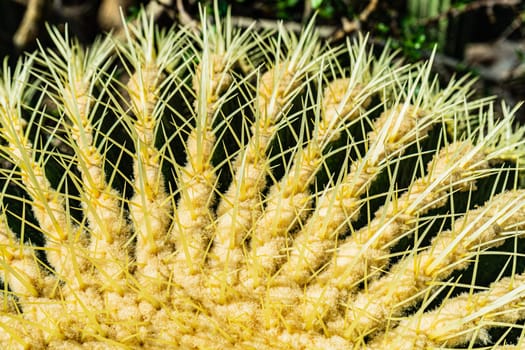 Cactus needles closeup selective focus. cactus spines