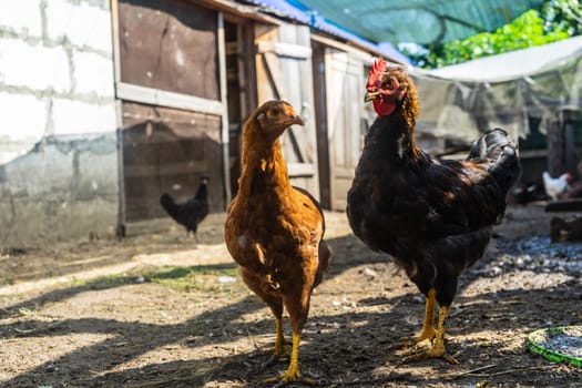 Hen and cockerel in the chicken coop yard.