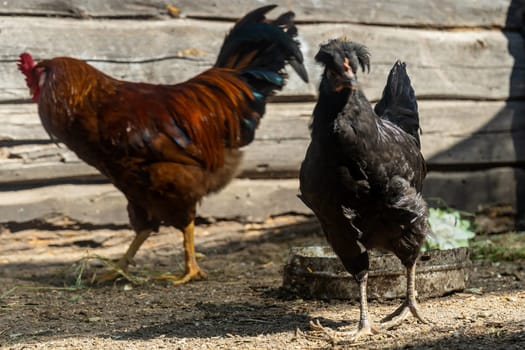 rooster with chicken in a chicken coop. home farm in village.