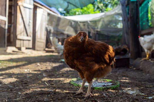 Brown hen on farm. Homemade poultry. Domestic poultry farm.