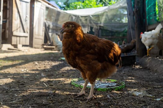 Brown hen on farm. Homemade poultry. Domestic poultry farm.