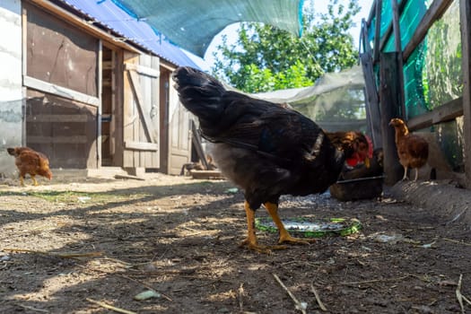 Black hen on farm. Homemade poultry. Domestic poultry farm