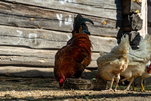 rooster and hens in chicken coop. Home farm in village