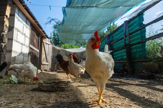 White chicken in the chicken coop yard