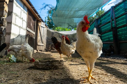 White chicken in the chicken coop yard.