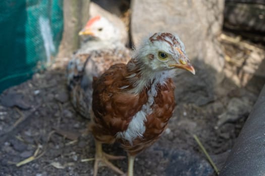 chickens in coop. Home farm in village