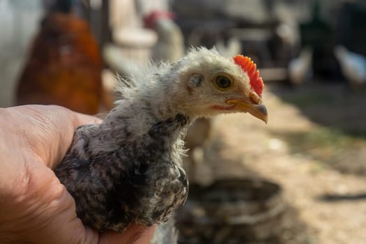 chick in hand. home small poultry farm.