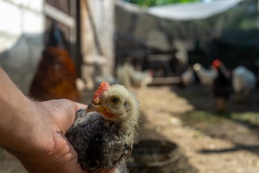 small chicken in the palm of your hand