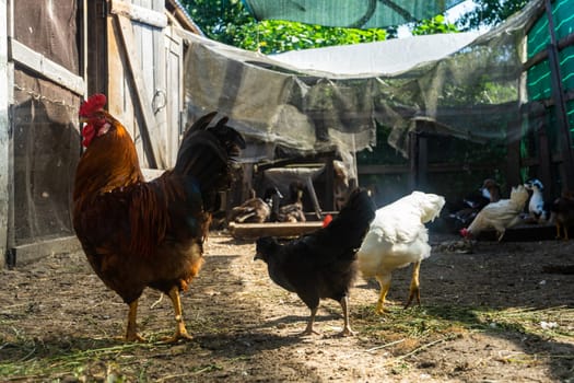 rooster with chickens in chicken coop. Home farm in village.