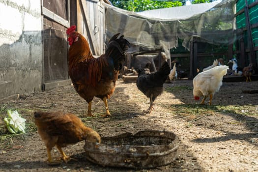 rooster and hens in chicken coop. Home farm in village