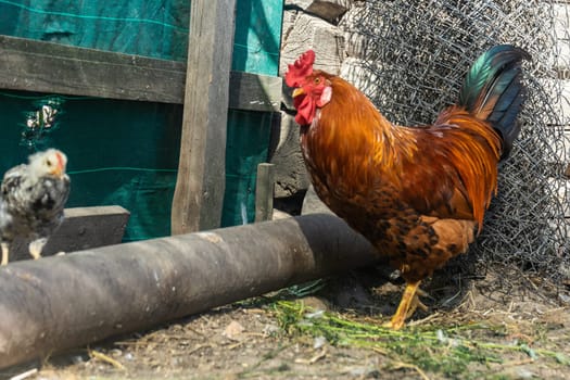 rooster with chicken in chicken coop. Home farm in village.