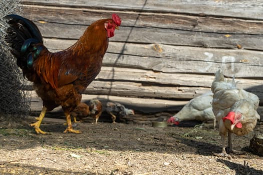 rooster with chicken an Free range. Home farm in the village