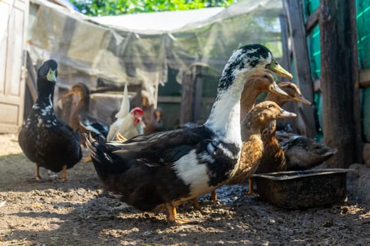 Domestic ducks in poultry yard during feeding.