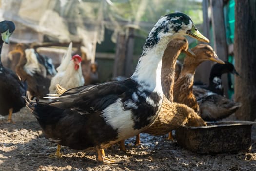 Domestic ducks in the poultry yard during feeding