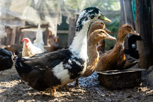 Domestic ducks in poultry yard during feeding