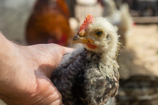small chick in hand. home small poultry farm.