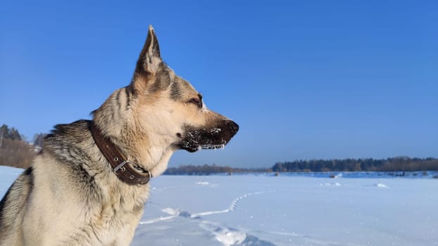 Dog German Shepherd on a big field in winter day and white snow arround. Waiting eastern European dog veo