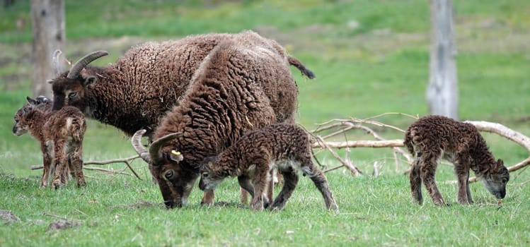 Group of two Soay sheep and their offspring grazing in a meadow.