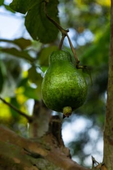 green color guava fruit hanging on branch