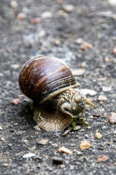 Snail and green leaf on asphalt close up