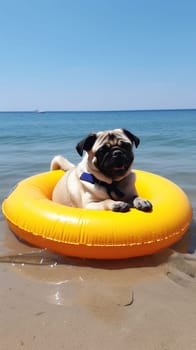 Cute pug dog floating in the sea with an orange ring flotation device. 9:16