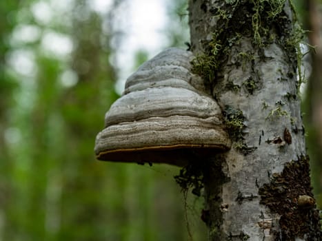 Fomes fomentarius growing on birch. A tinder mushroom grown on a tree trunk.