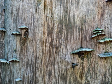 Fomes fomentarius growing on birch. A tinder mushroom grown on tree trunk